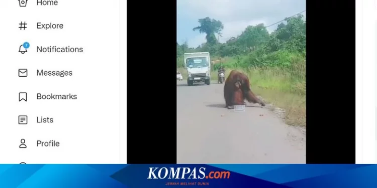 Viral, Video Orangutan Turun ke Jalan Raya di Kaltim Diduga karena Kelaparan, Ini Kata BKSDA Halaman all