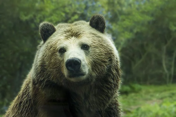 Video Viral! Detik-detik Ibu Lempar Anak 3 Tahun ke Kandang Beruang, Petugas Cerita Hal di Luar Nalar - Pikiran-Rakyat.com