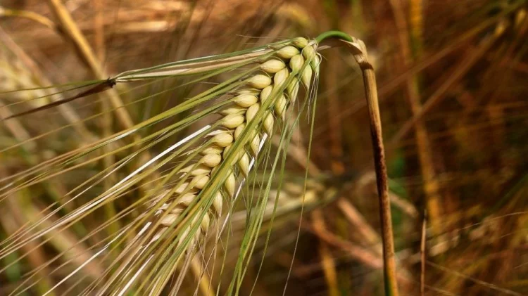 4 Manfaat Barley bagi Kesehatan Tubuh yang Jarang Disadari, Pernah Coba?