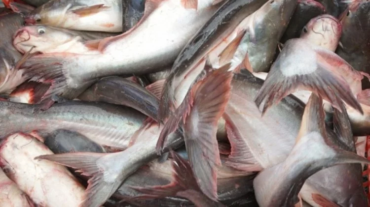 4 Manfaat Ikan Patin bagi Kesehatan Tubuh yang Jarang Diketahui