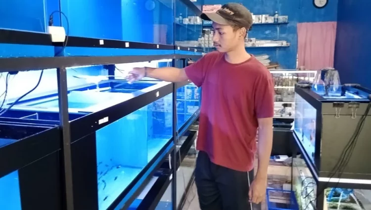 Berawal Dari Hobi, Pemuda Ajibarang Bisa Raup Untung dari Budidaya Ikan Hias