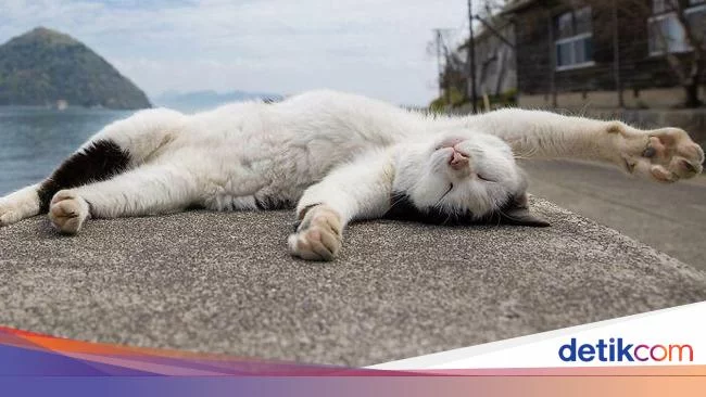 Hobi Tidur, Apakah Kucing Juga Bermimpi?